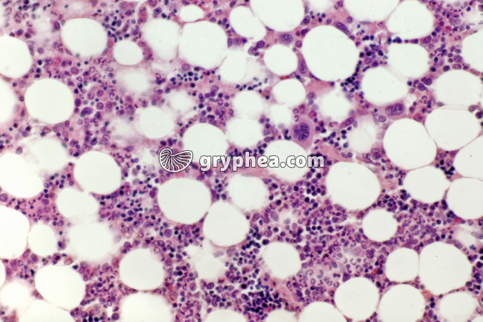 Moelle osseuse rouge x100 - gryphea.org